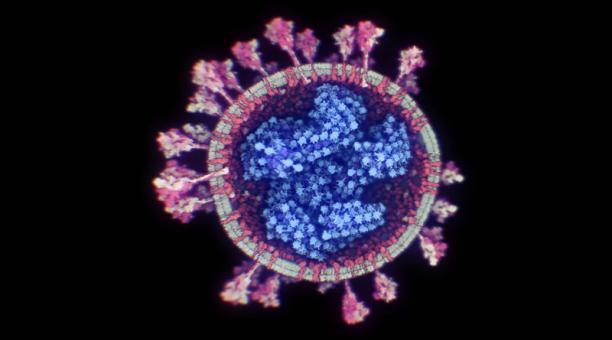 SARS-CoV-2: Lo que los virólogos todavía desconocen