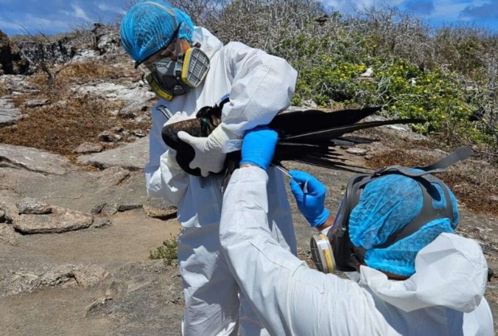 Galápagos: Preliminarmente tres de cinco aves examinadas dieron positivo para influenza aviar