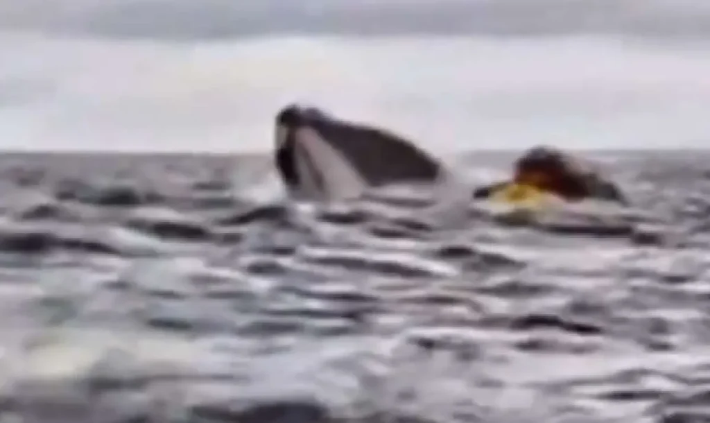 Una ballena jorobada se tragó a un hombre frente a las costas de Chile
