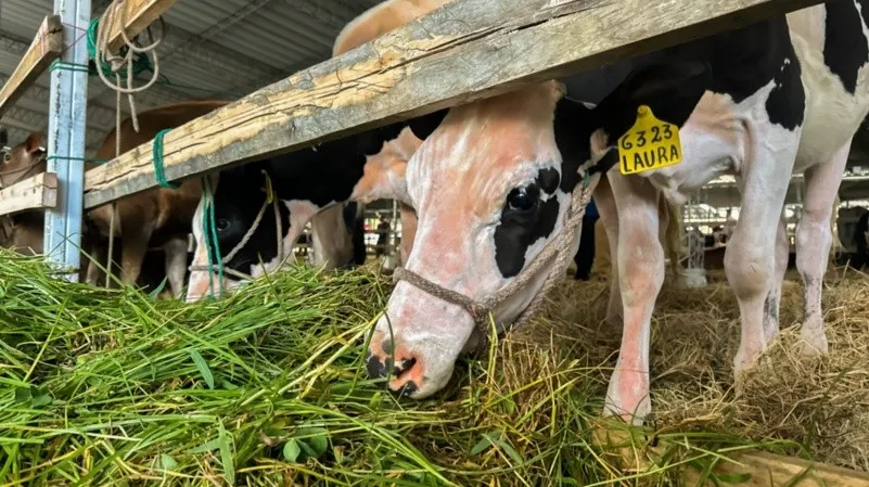 160 ejemplares bovinos estarán presentes en la Expo Feria Agropecuaria