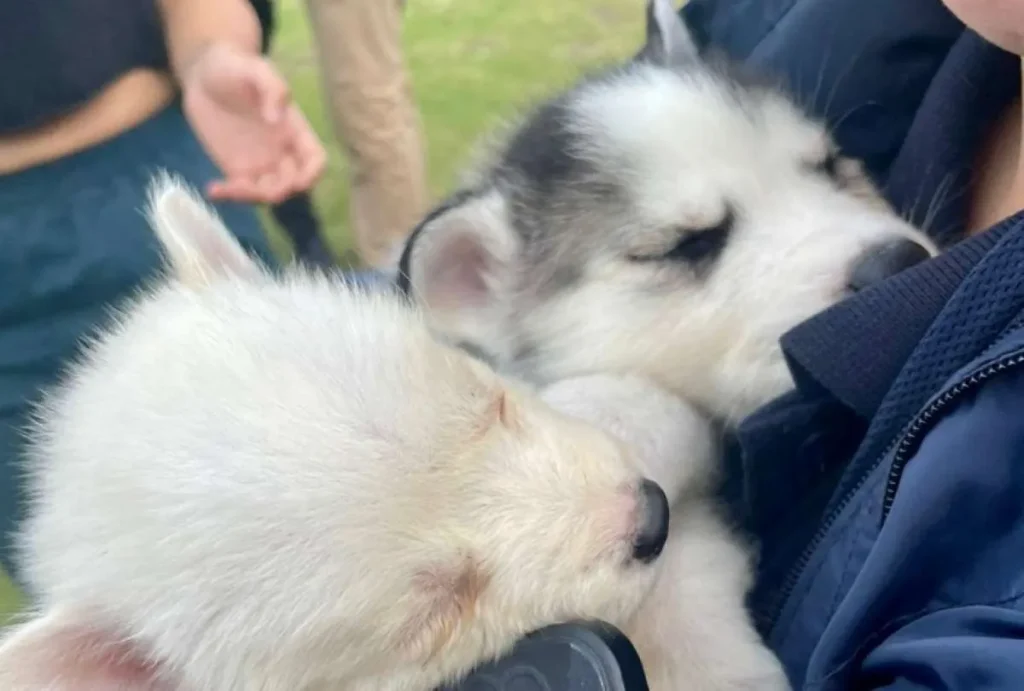 Inspectores rescatan perros vendidos ilegalmente en Quito