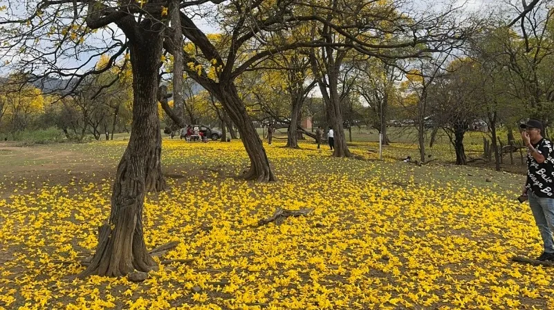 Florecimiento de guayacanes impulsa turismo en Zapotillo
