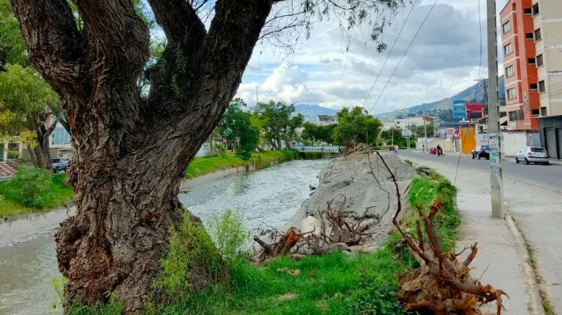 Poda y tala de árboles en Loja bajo control técnico bqnoticias Loja