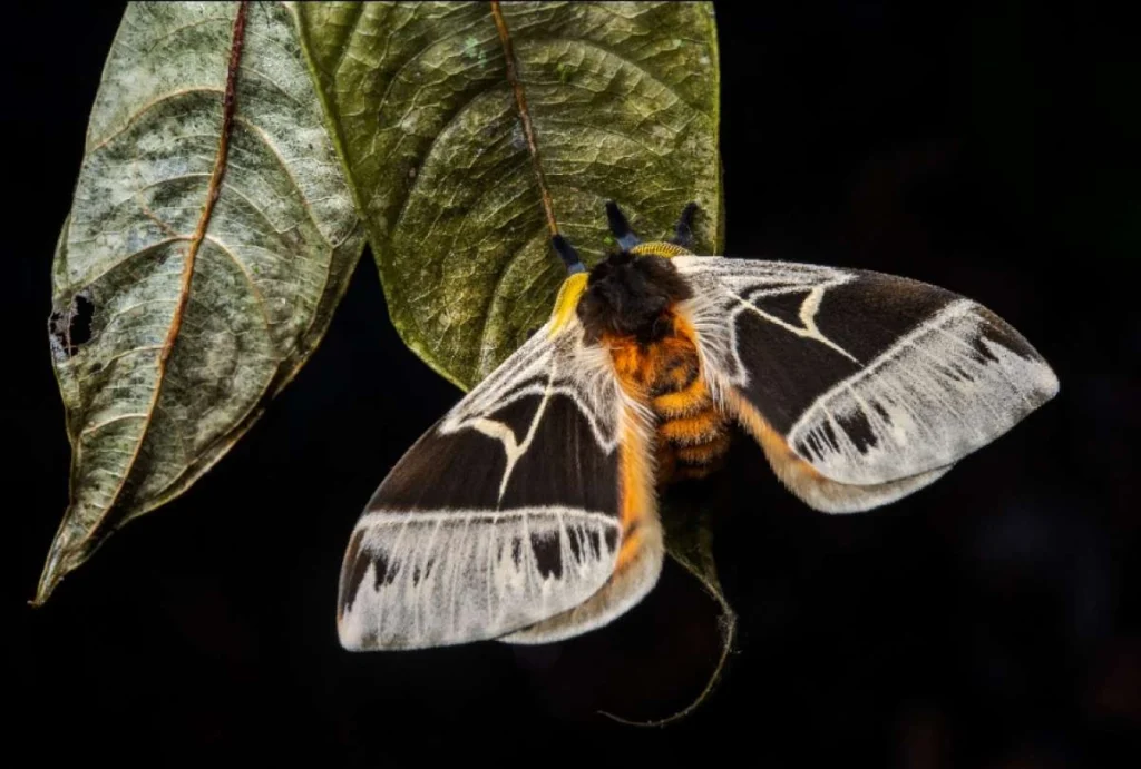 Bosques tropicales Ecuador recuperan biodiversidad