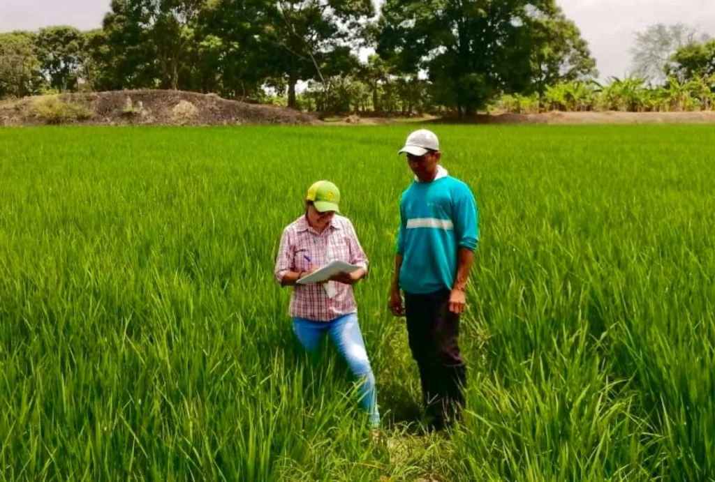 Compra de arroz Ecuador abre centros recepción