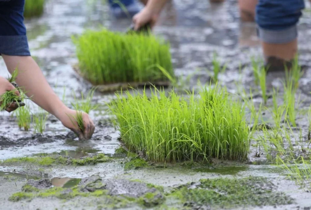 BanEcuador activa plan ante posible llegada de El Niño BanEcuador activa plan ante posible llegada de El Niño