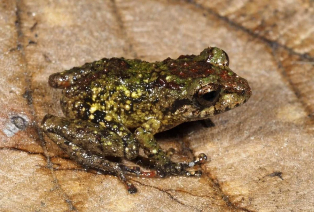 Descubren seis nuevas especies de ranas en el sur de Ecuador Descubren seis nuevas especies de ranas en el sur de Ecuador