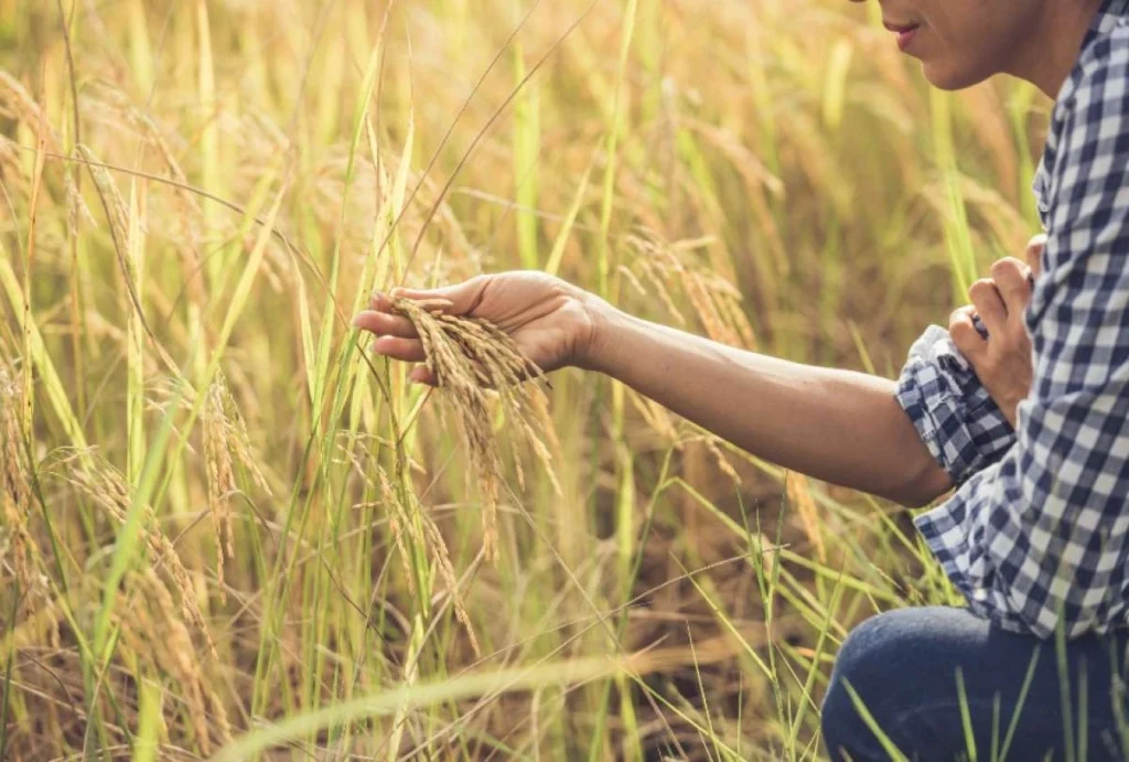 Ecuador exportará 30.000 toneladas de arroz a Colombia Ecuador exportará 30.000 toneladas de arroz a Colombia