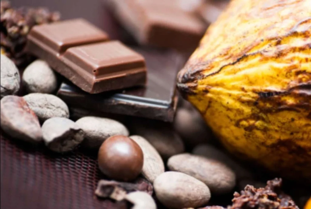 Cacao ecuatoriano: historia y éxito mundial del chocolate