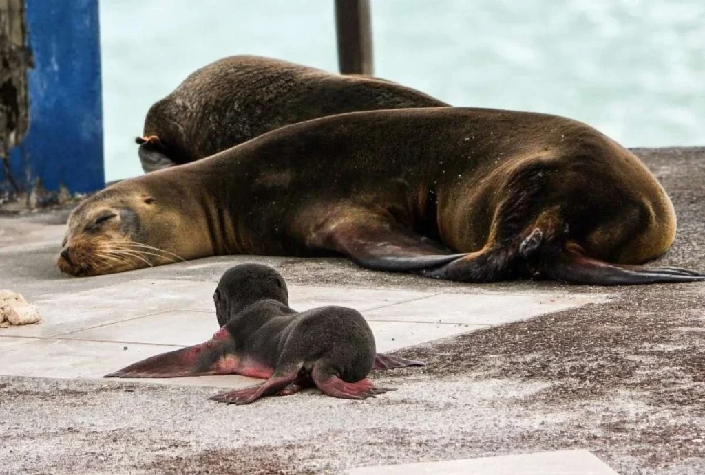Lobo marino en Galápagos
