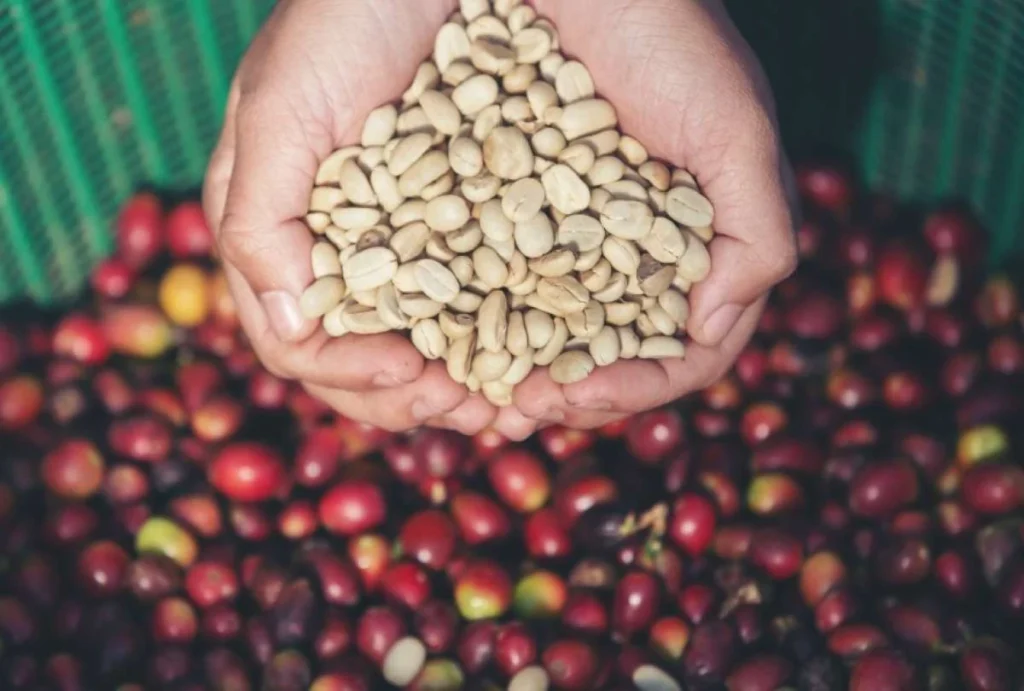 Exportaciones de café ecuatoriano crecen 41% en 2026